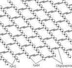 Bonding Structure of Peptidoglycan