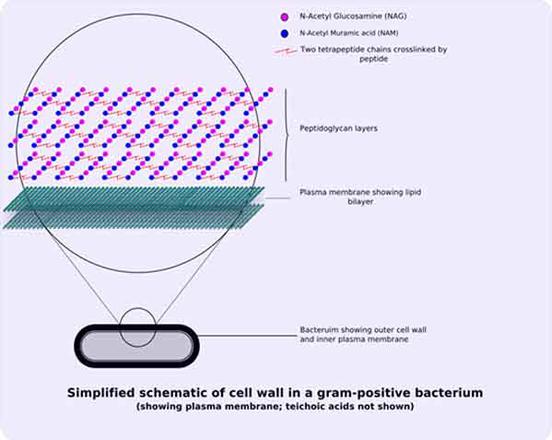 Gram positive cell wall structure