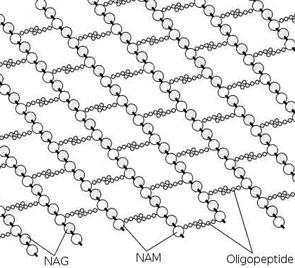 peptidoglycan structure in gram positive bacteria