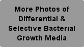 More Photos of Differential & Selective Bacterial Growth Media Button
