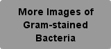 More Images of Gram-stained Bacteria Button