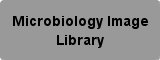 Microbiology Image Library