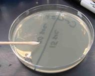 Sterile disposable swabs can also be used to transfer bacteria.