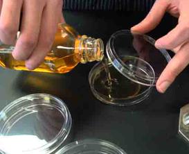 Hot Tryptic Soy Agar Being Aseptically Transferred to Petri Dishes.