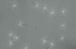 Phase-bright endospores of Paenibacillus alvei imaged with phase-contrast microscopy