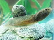 Bullfrog Tadpole in Aquarium Tank