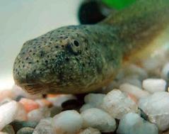 Close-up of Bullfrog Tadpole Head, Note Whiskers on Mouth