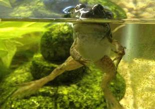 Young Bullfrog That Just Completed Metamorphosis