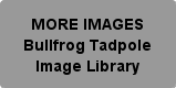 American Bullfrog Image Library