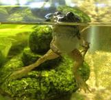 Bullfrog Tadpole Completing Metamorphosis Rear Legs Lumpy 7-13-13