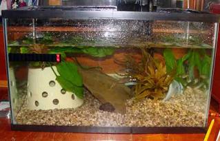 10-gallon Aquarium Set Up for Bullfrog Tadpoles