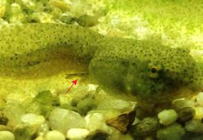 American Bullfrog Tadpole