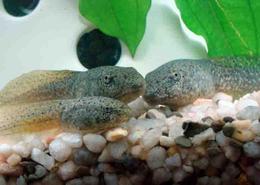 American Bullfrog Tadpole Growing at Differemt Rates