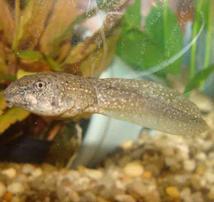 Side View of American Bullfrog Tadpole in Aquarium