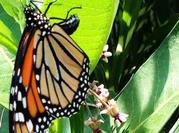 Monarch Butterfly Laying Egg on Underside of Common Milkweed Leaf