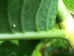 Tiny Monarch Butterfly Egg. Photo Taken Immediately After Butterfly Laid the Egg.