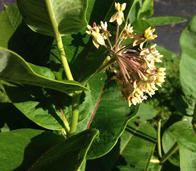 Common Milkweed (Asclepias syriaca) in Monarch Butterfly Garden