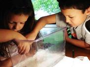 Children Removing Planaria to Clean Tank
