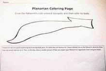 Flatworm Planaria Word Search