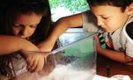 Kids taking planaria out of their tank so it can be cleaned.
