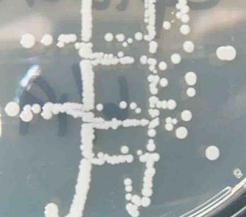 Punctiform, creamy white Staphylococcus bacterial colonies on TSY