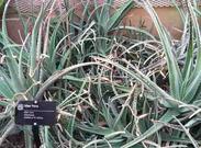 Aloe Vera Plants Photo
