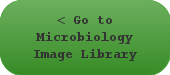 Go to Microbiology Image Library MAIN PAGE