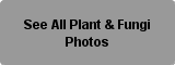 Plant & Fungi Photo Button