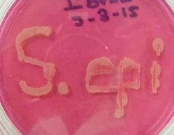 Mannitol Salt Agar control plate. Staph aureus (top left) Staph epi (top right). Other sections inoculated with non-halophilic bacteria or sterile loop (negative control).