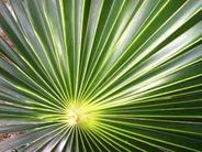Miscellaneous Palm Leaf Photo