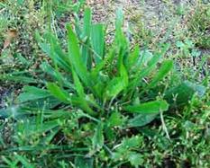 Plaintain weed (Plantago sp.) Photo