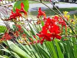 Crocosmia spp. Photo