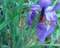 Sibirian Iris (Iris sibirica) Photo