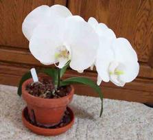 White Phalaenopsis Orchid Photo