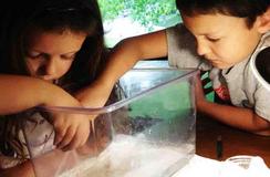 Kids Cleaning Planaria Flatworm Tank