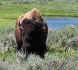 American Bison  (Bison bison) foraging on Sage photo