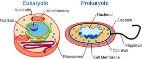 Prokaryotic & Eukaryotic Cell Diagrams
