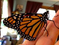 Monarch Butterfly That Recently Emerged From Chrysalis. 
