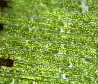 Elodea aquatic plant cells (photosynthetic cells) 400xTM.