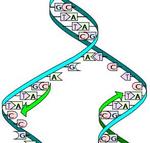 DNA Replication Image by Madprime