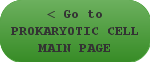 < Go to PROKARYOTIC CELL MAIN PAGE
