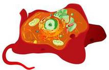 Illustration of Animal Cell