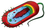 Prokaryotic Cell