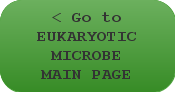 < Go to EUKARYOTIC MICROBE MAIN PAGE