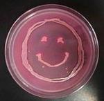 Happy Face Made of E. coi Drawn in MacConkey's 