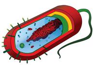 Prokaryotic Cell Image