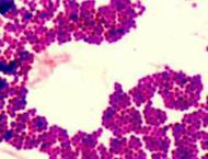 Gram-positive Staphylococcus at 1000xTM