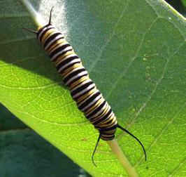 Moarch Larvae - Black White & Yellow Striped Caterpillar