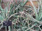 Large Aloe Vera Plants